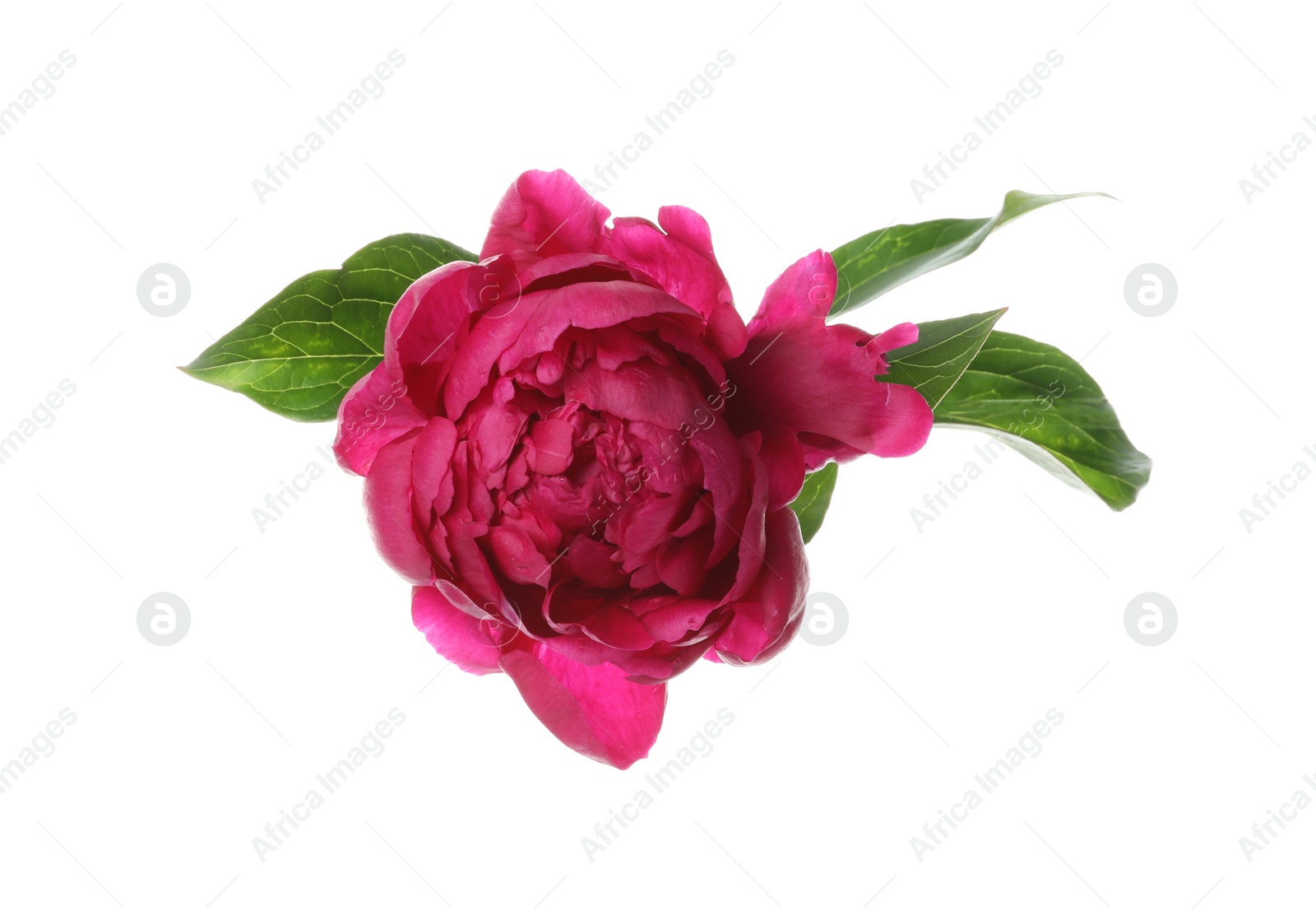 Photo of Beautiful pink peony flower isolated on white