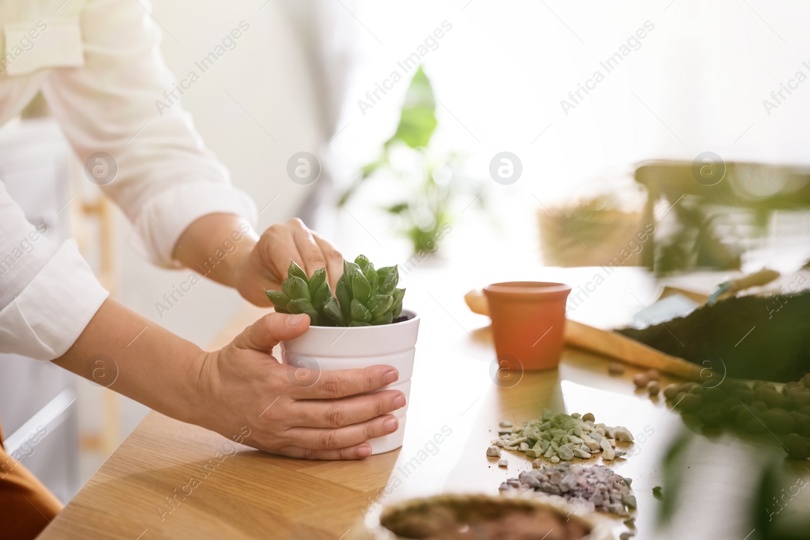 Photo of Woman with succulent plant at home, closeup. Engaging hobby