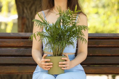 Photo of Woman with potted chamaedorea palm on bench outdoors, closeup
