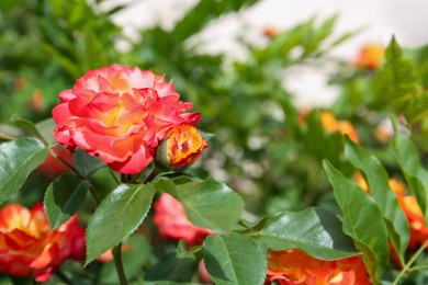 Beautiful blooming roses growing in garden, closeup. Space for text