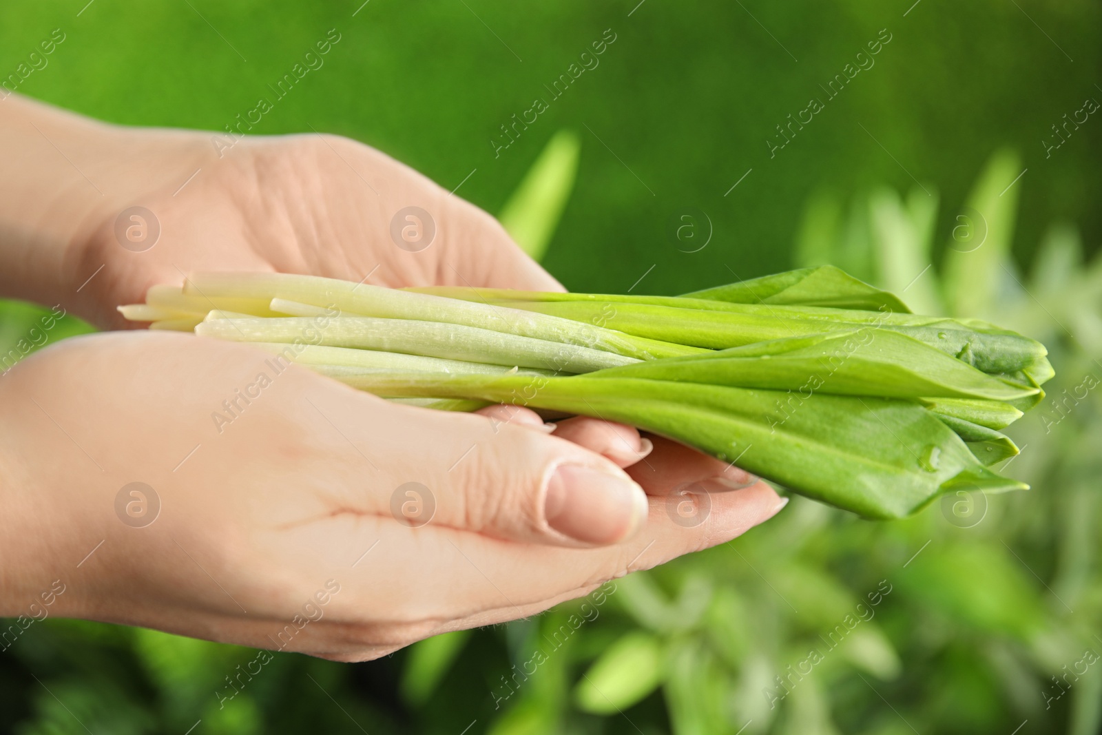 Photo of Woman holding fresh wild garlic or ramson on blurred background, closeup