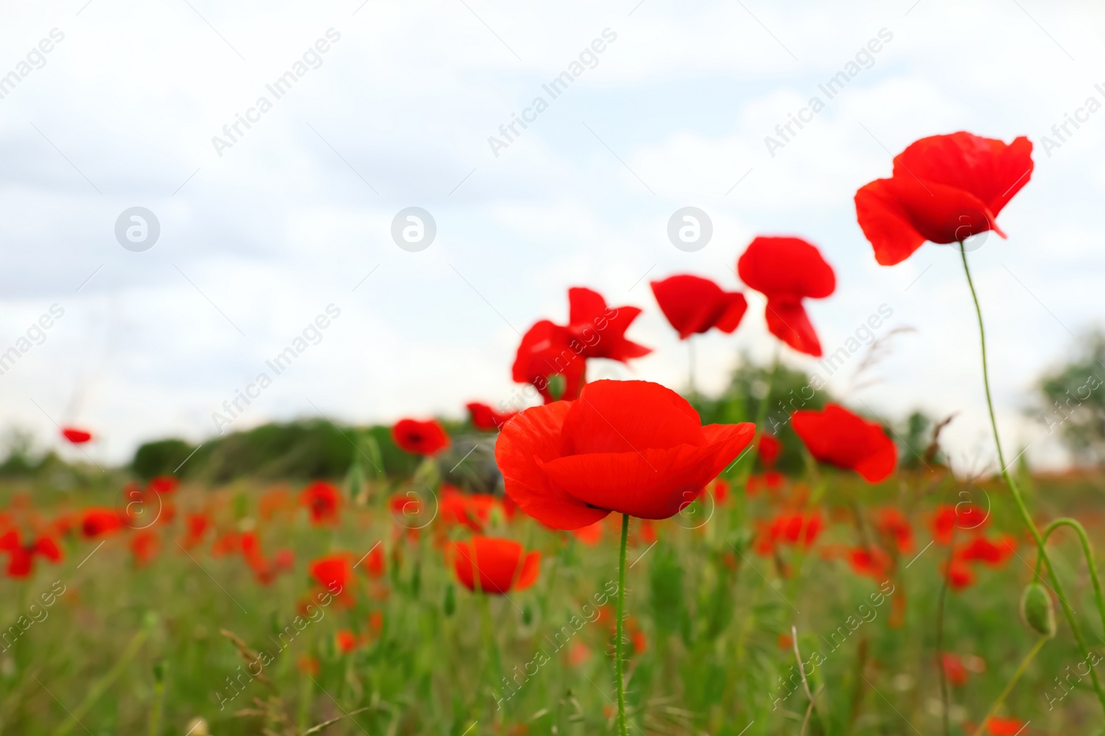 Photo of Beautiful red poppy flowers growing in field, closeup. Space for text