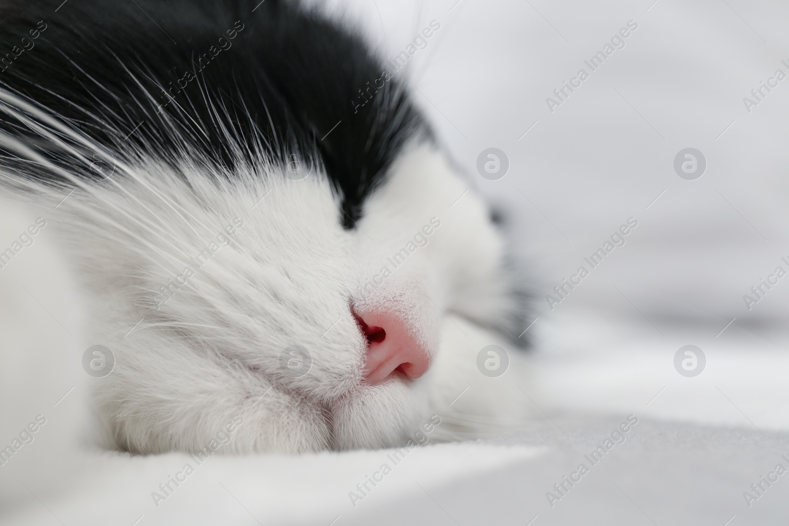 Photo of Cute cat relaxing on blanket, closeup. Lovely pet