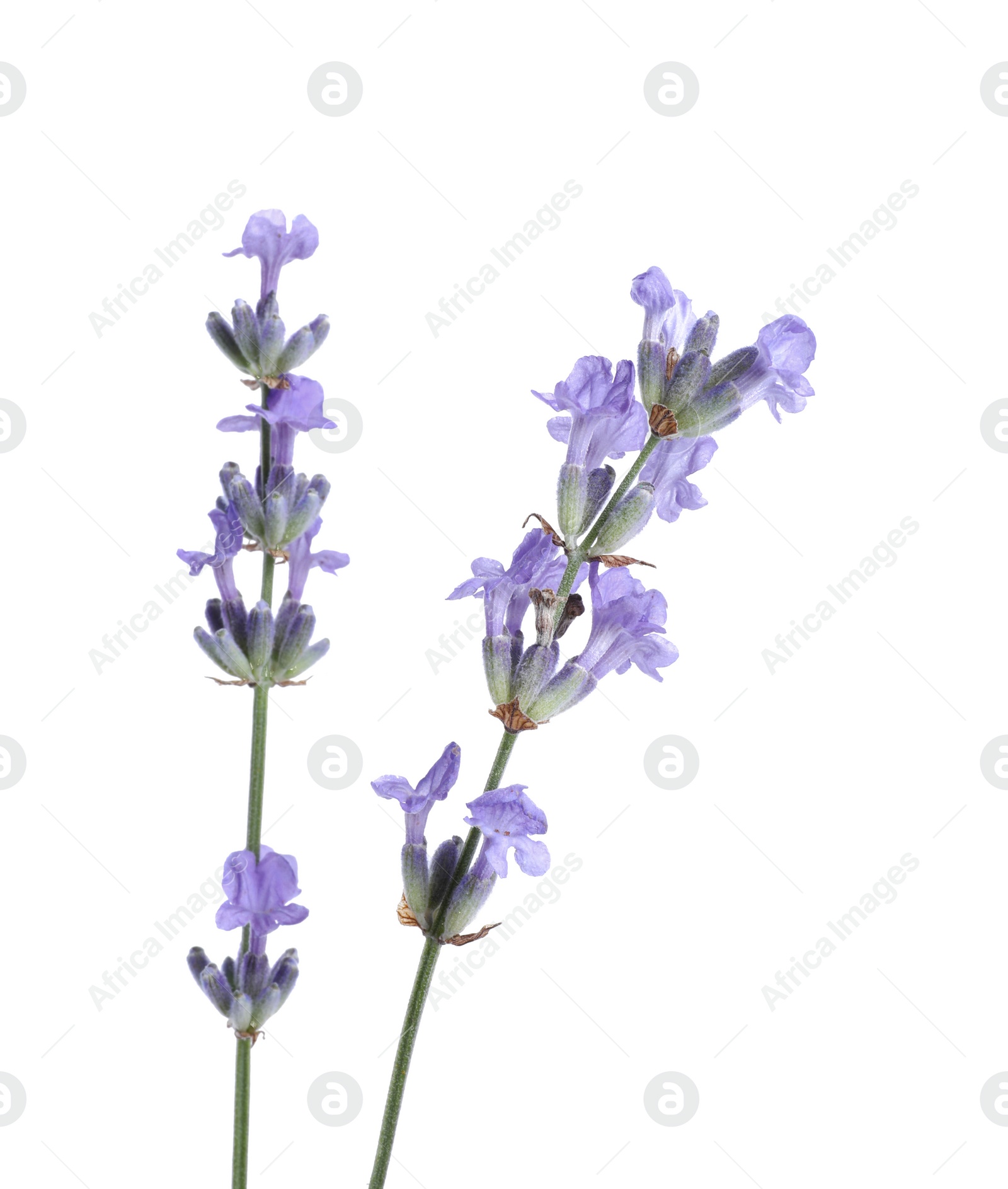 Photo of Beautiful blooming lavender flowers isolated on white