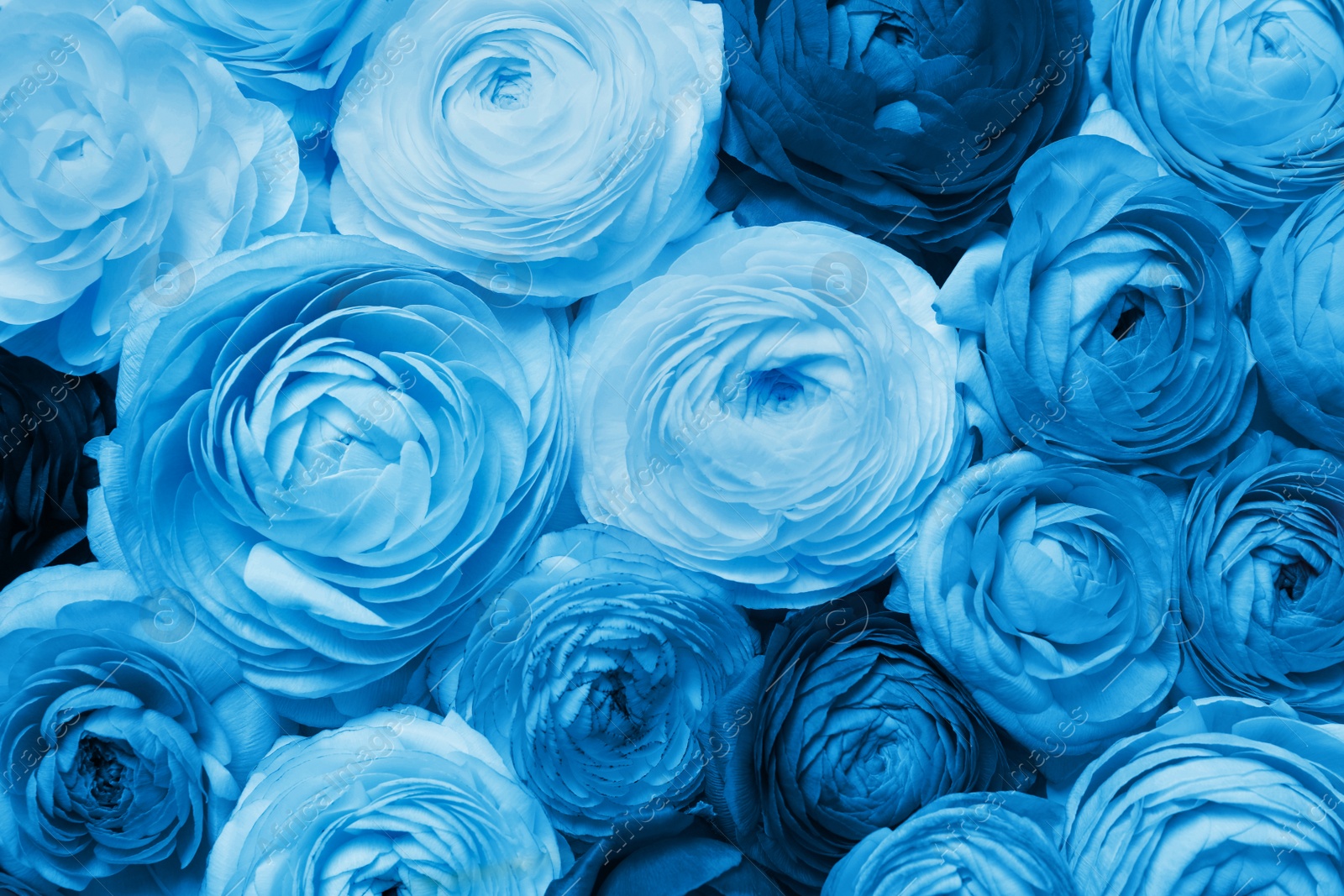 Image of Beautiful light blue ranunculus flowers as background, top view