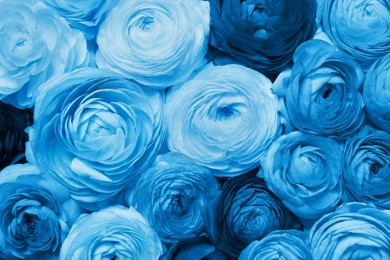 Image of Beautiful light blue ranunculus flowers as background, top view