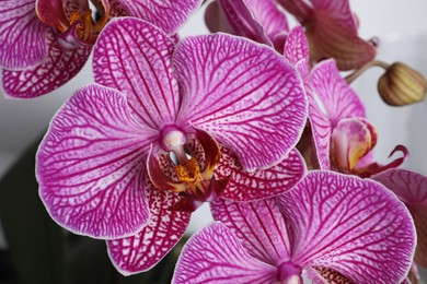 Photo of Beautiful violet orchid flowers on white background, closeup