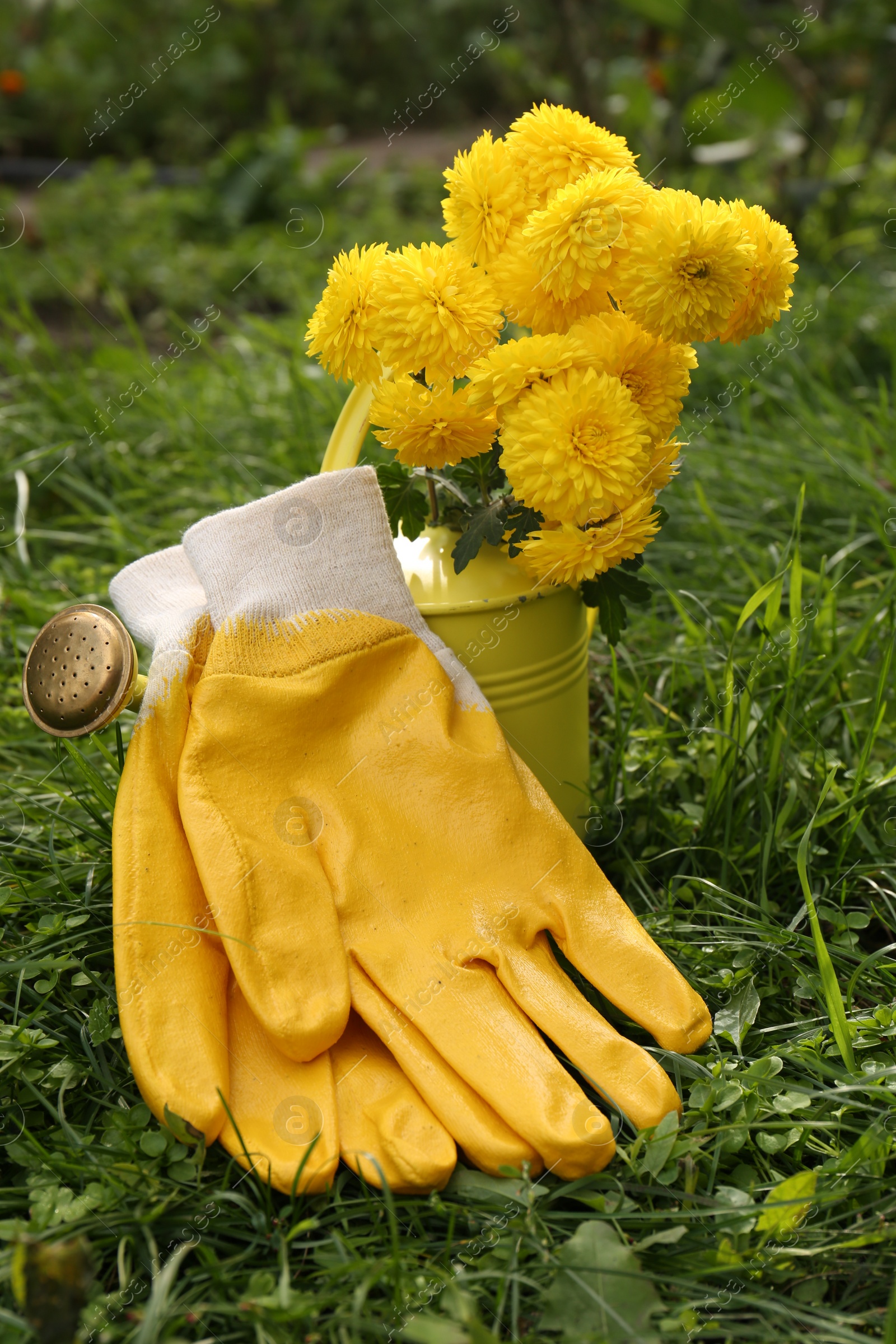 Photo of Watering can with flowers and yellow gardening gloves on grass outdoors