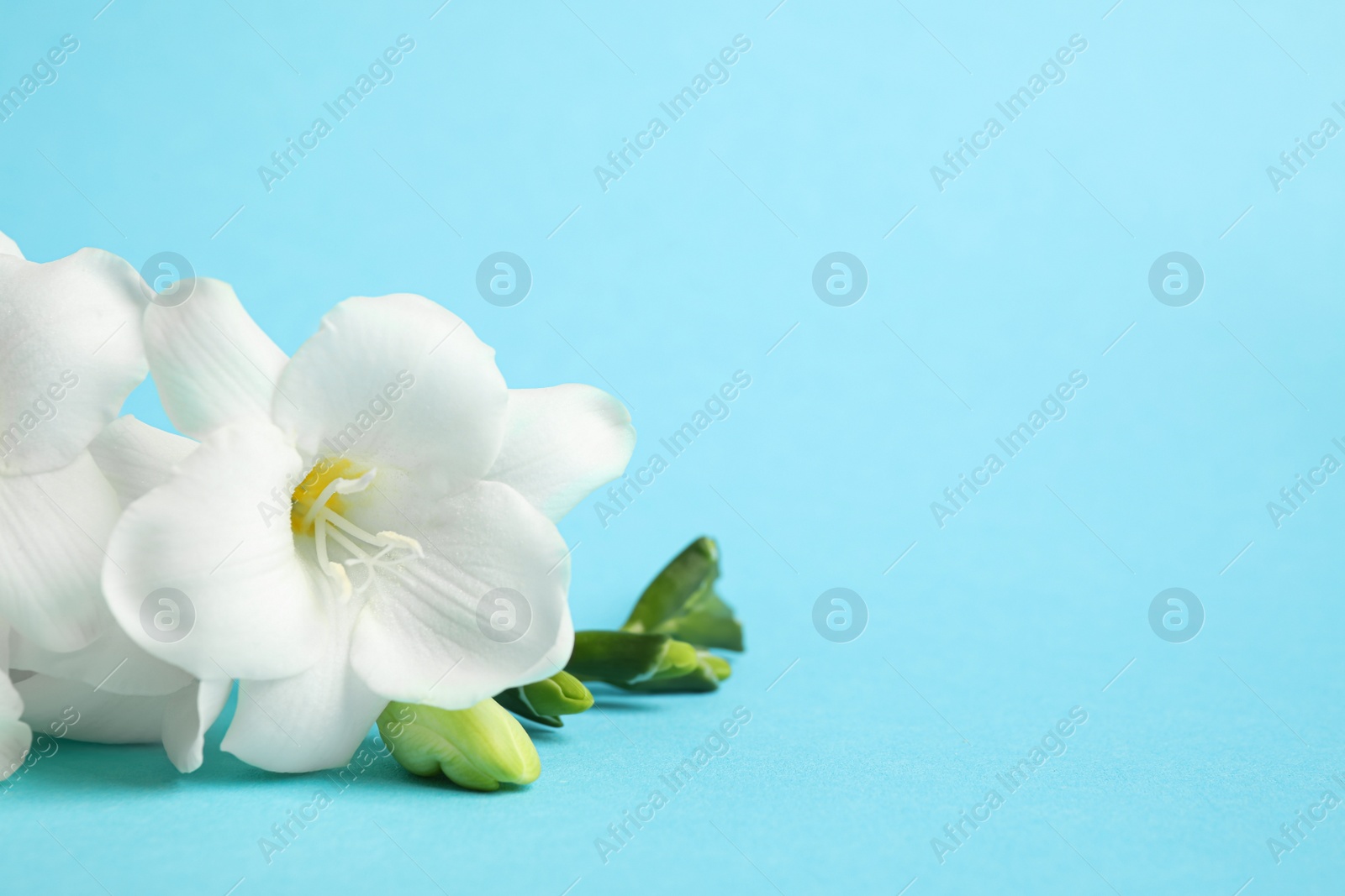 Photo of Beautiful freesia flowers on light blue background. Space for text