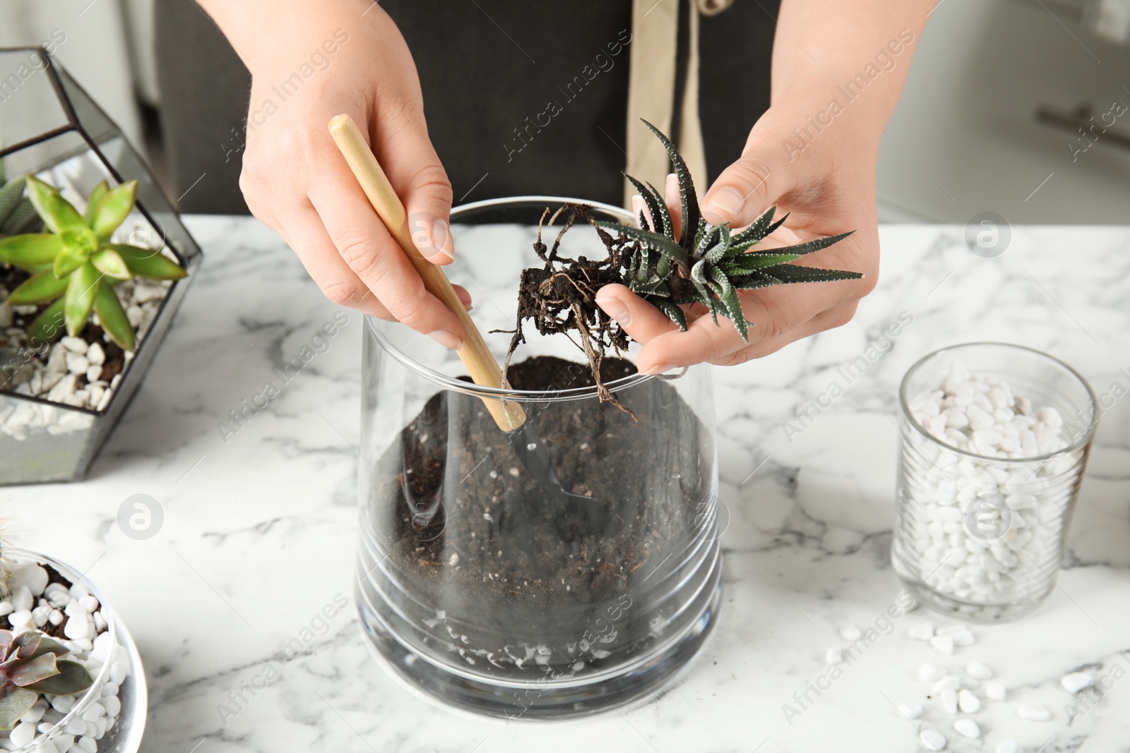 Photo of Woman making florarium of different succulents at table, closeup