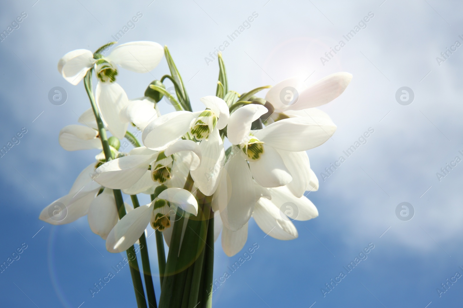 Photo of Bouquet of beautiful snowdrops against sky, closeup. Spring flowers