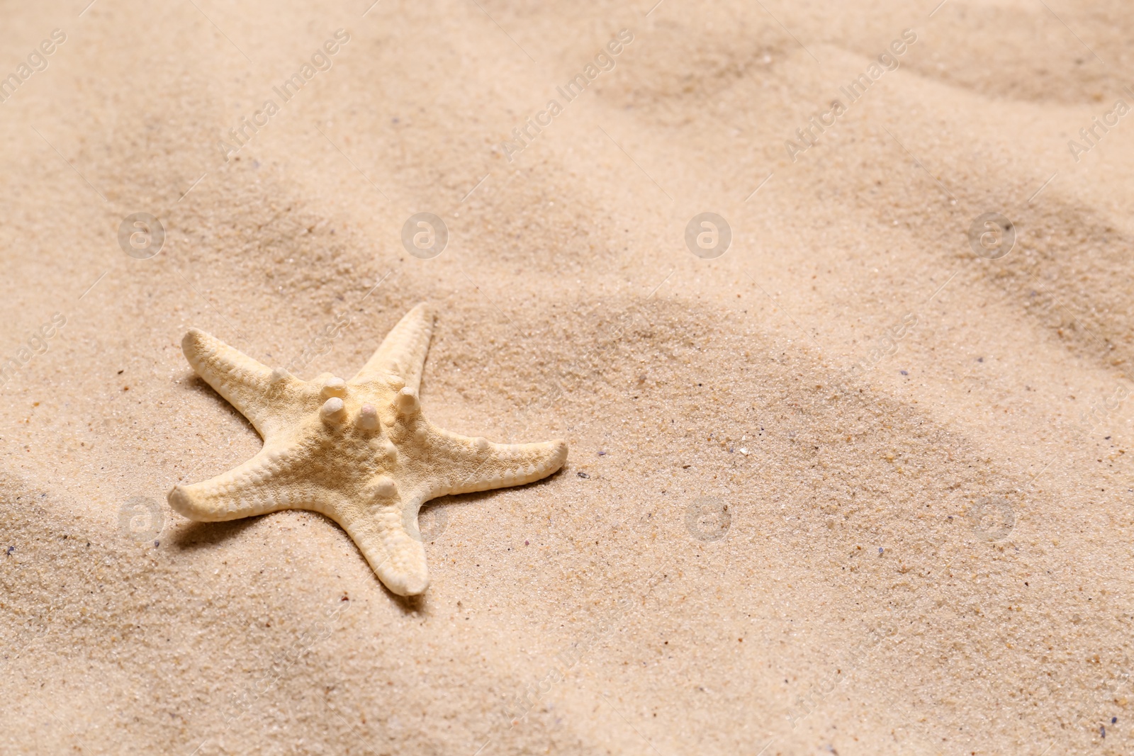 Photo of Beautiful starfish on beach sand, space for text. Summer vacation