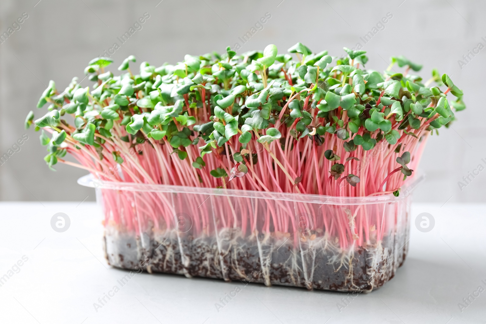 Photo of Fresh organic microgreen in plastic container on white table, closeup