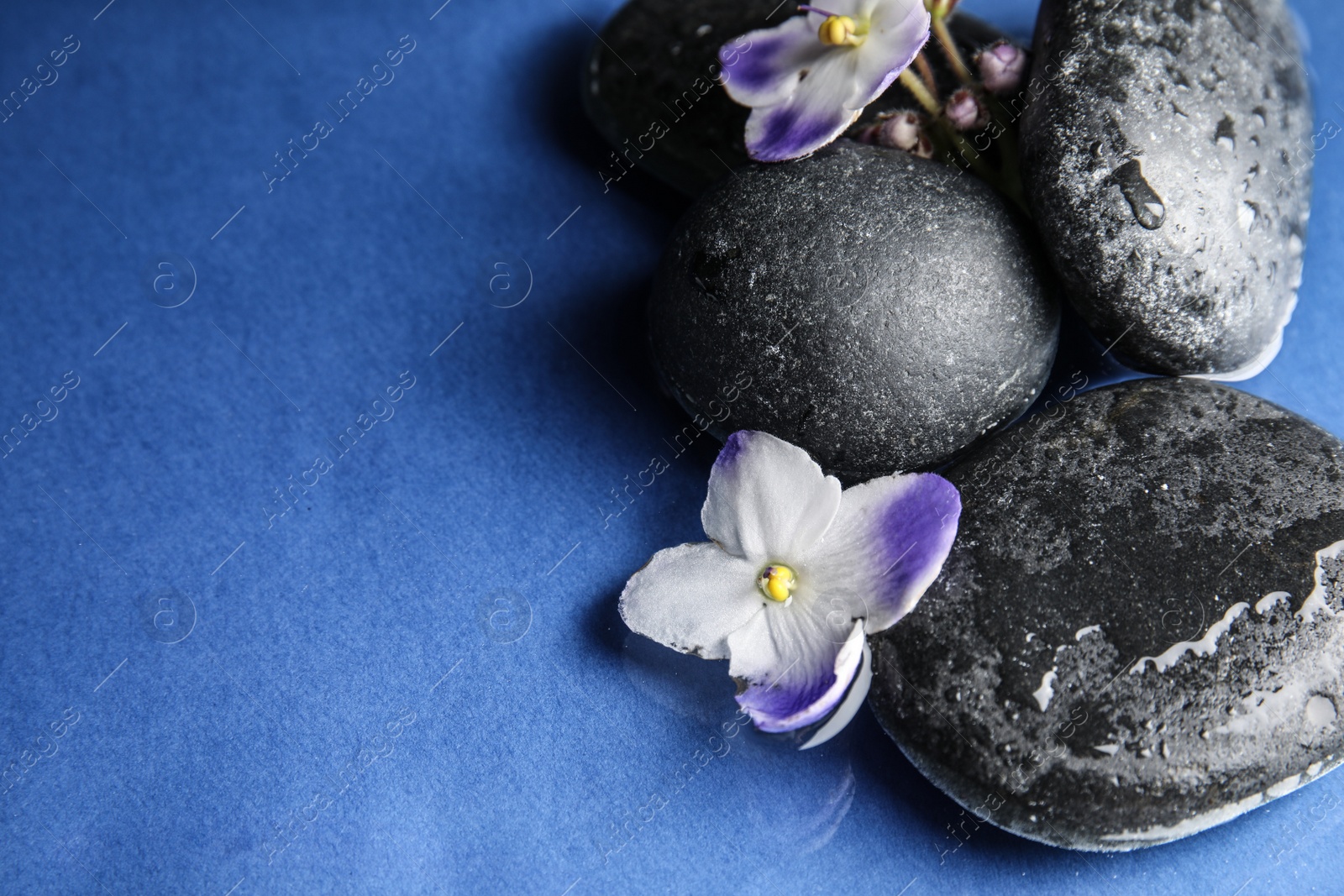 Photo of Stones and flowers in water on blue background, space for text. Zen lifestyle