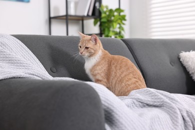 Cute ginger cat sitting on sofa at home