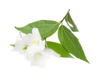 Branch of jasmine flowers and leaves isolated on white