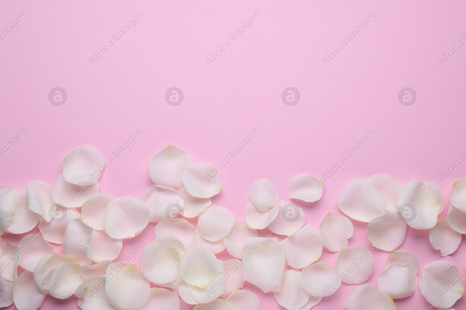 Photo of Beautiful white rose flower petals on pink background, flat lay. Space for text