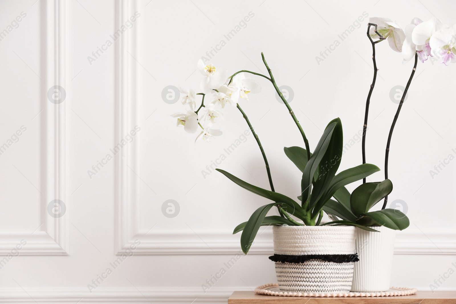 Photo of Blooming orchid flowers in pots on wooden chest of drawers near white wall indoors, space for text