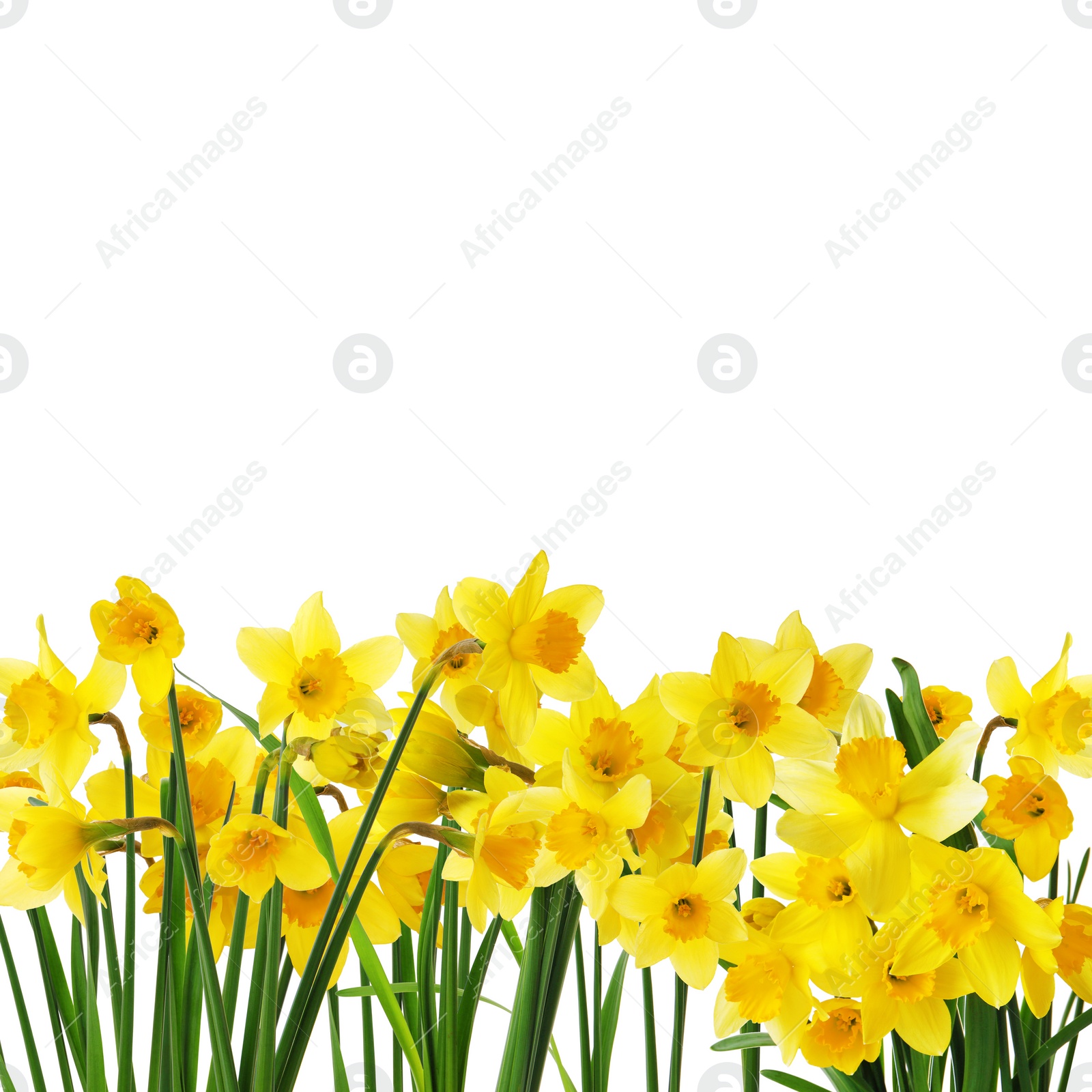 Image of Many beautiful yellow daffodils on white background