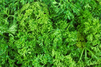 Photo of Fresh green organic parsley as background, closeup