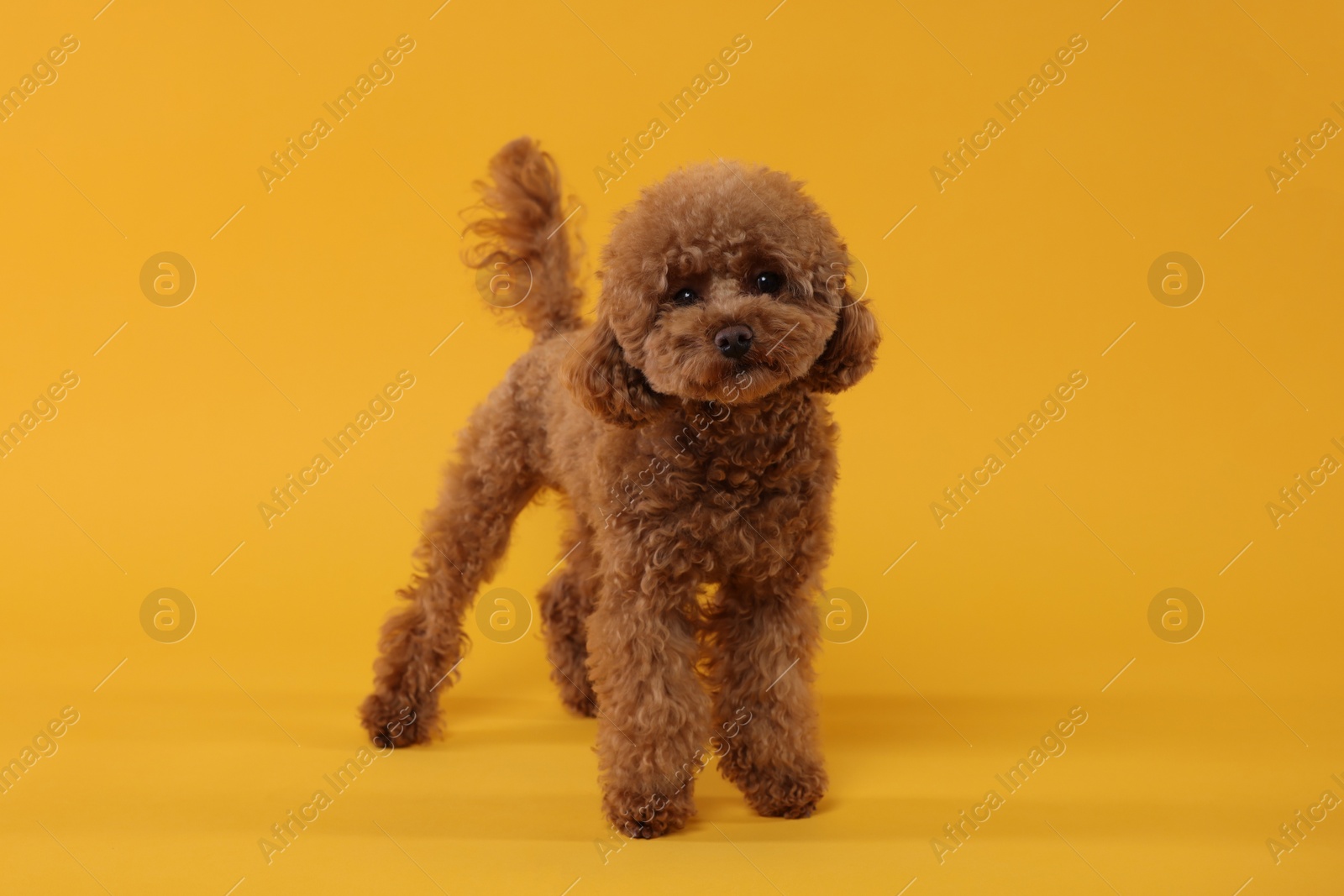 Photo of Cute Maltipoo dog on orange background. Lovely pet