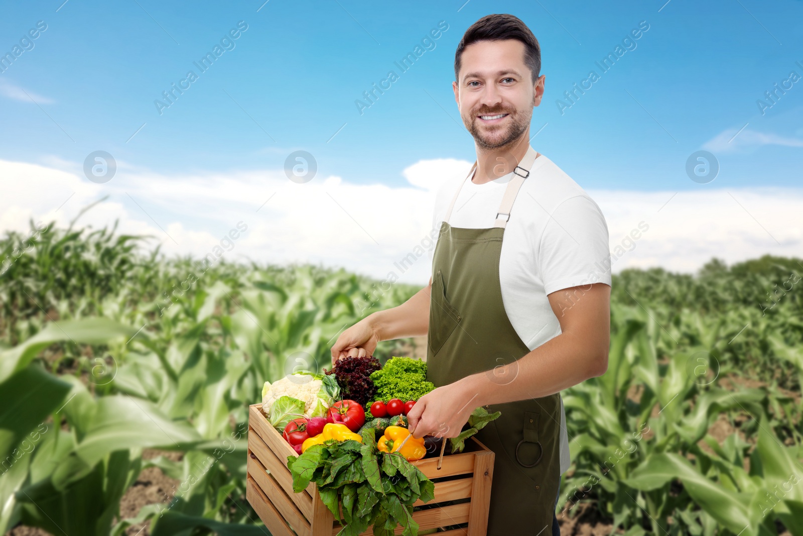 Image of Harvesting season. Farmer holding wooden crate with crop in field