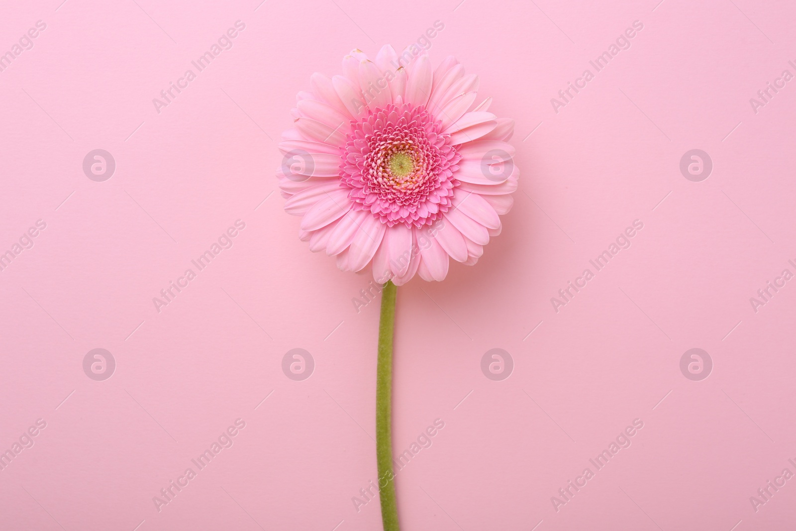 Photo of One beautiful tender gerbera flower on pink background, top view