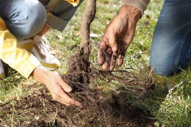 People planting young tree outdoors on sunny day, closeup