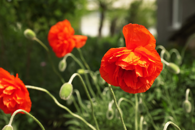 Blooming red poppy flowers outdoors on spring day, closeup