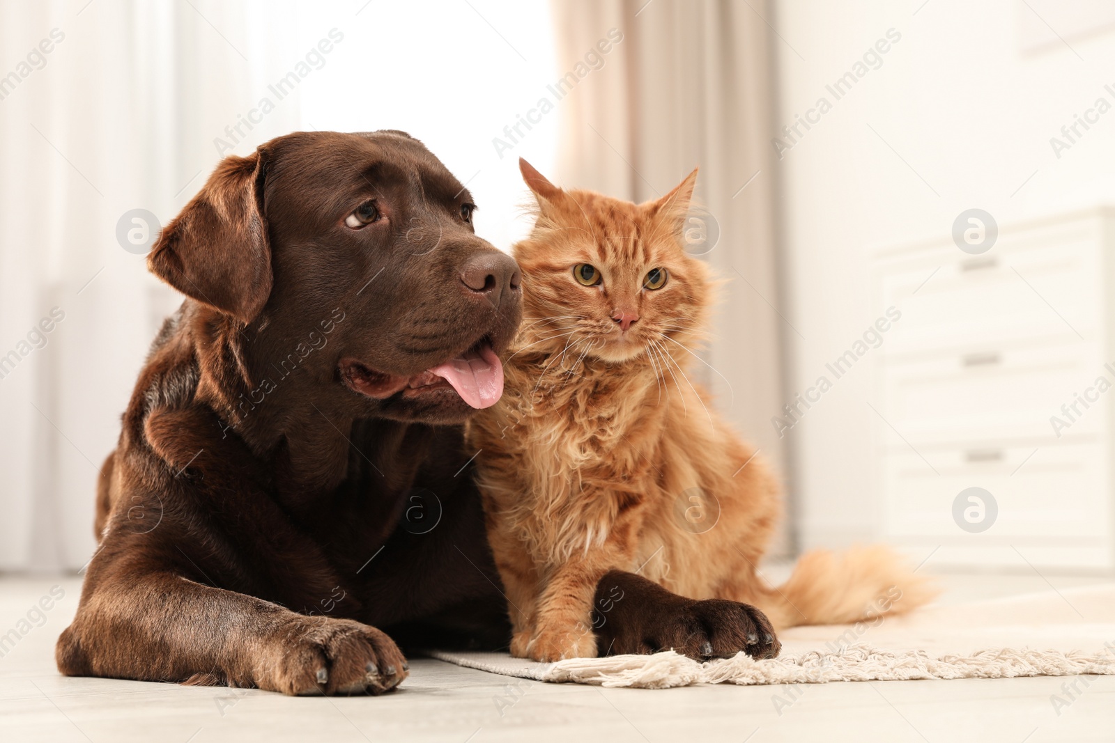 Photo of Cat and dog together on floor indoors. Fluffy friends