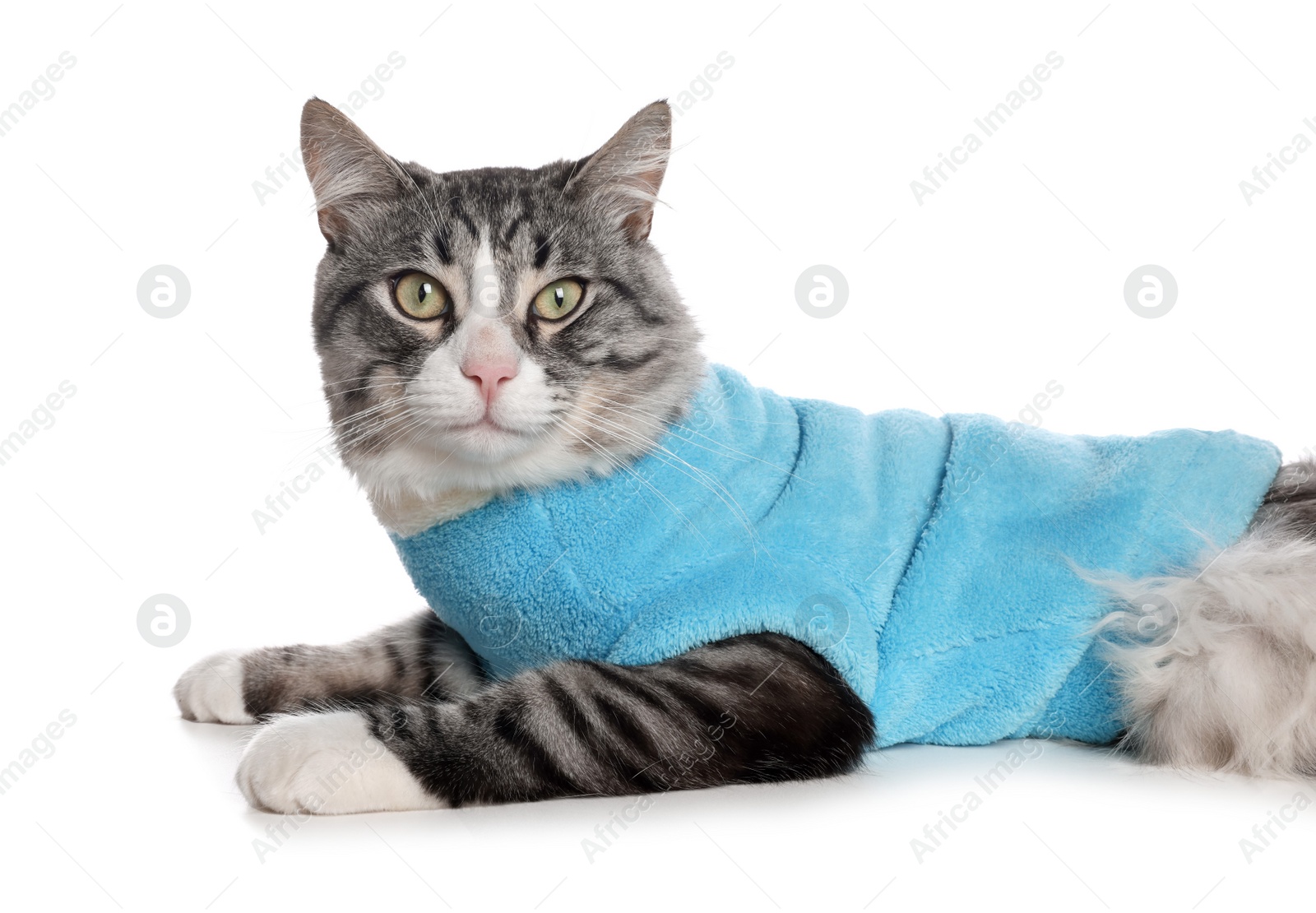 Photo of Cute cat wearing stylish pet clothes on white background