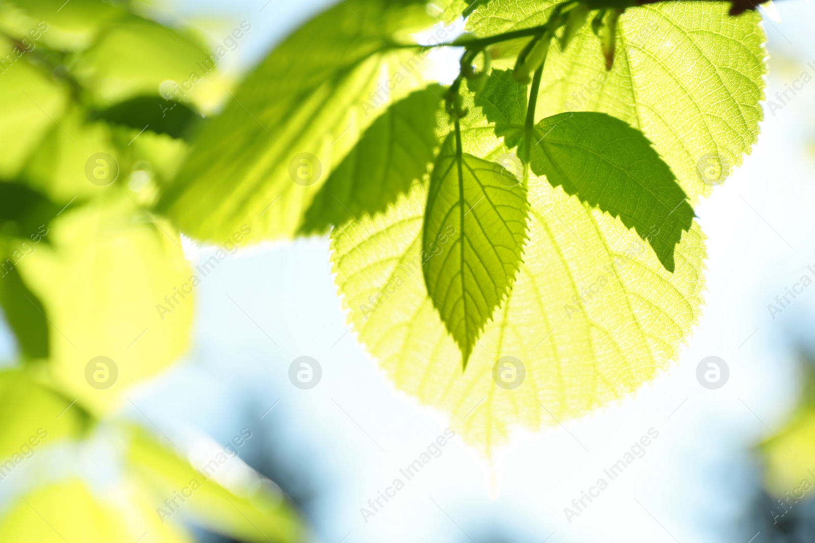 Photo of Tree branches with green leaves on sunny day