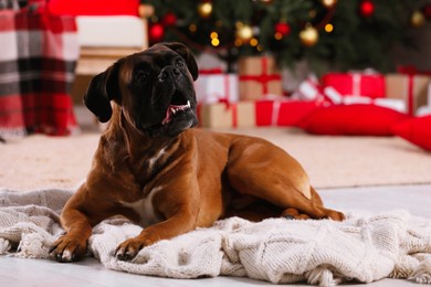 Photo of Cute dog in room decorated for Christmas