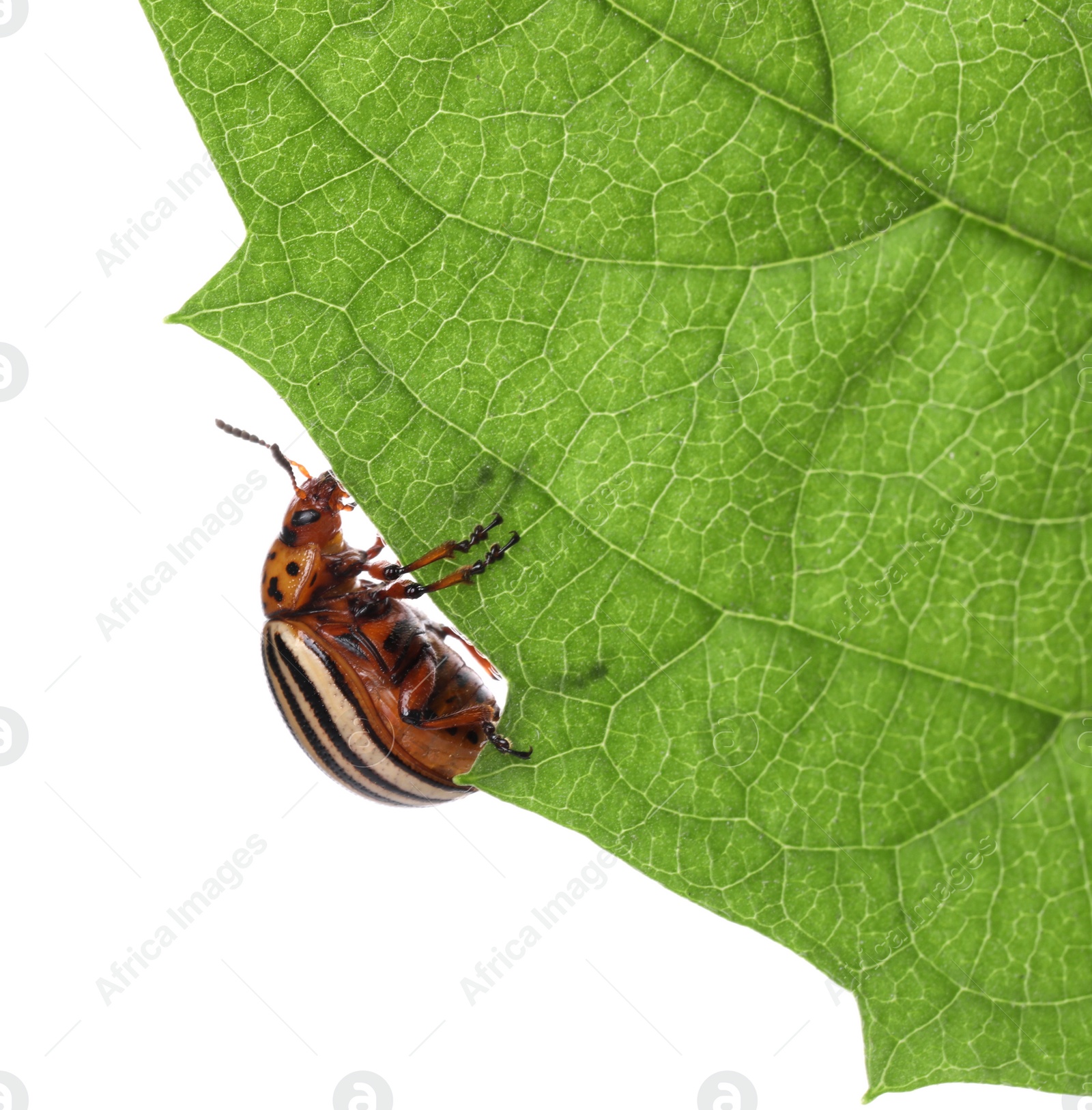 Photo of Colorado potato beetle on green leaf against white background