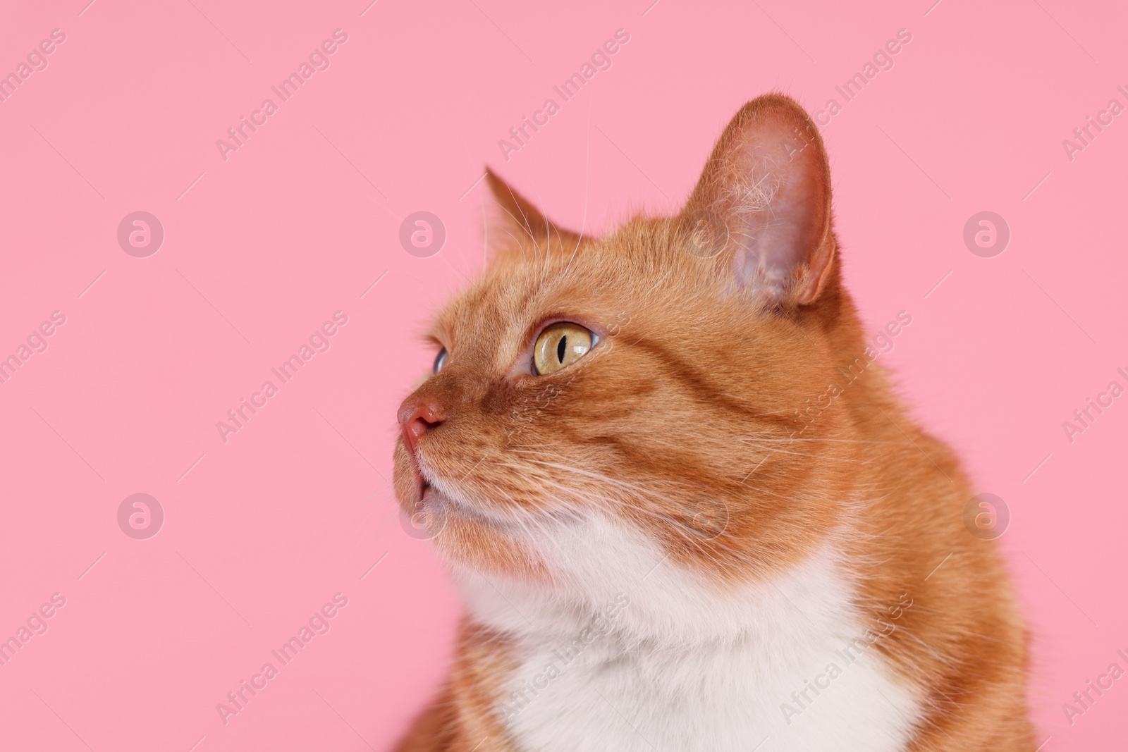 Photo of Adorable red fluffy cat on pink background