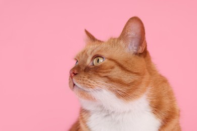 Adorable red fluffy cat on pink background