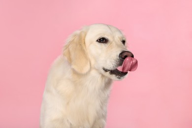 Cute Labrador Retriever showing tongue on pink background