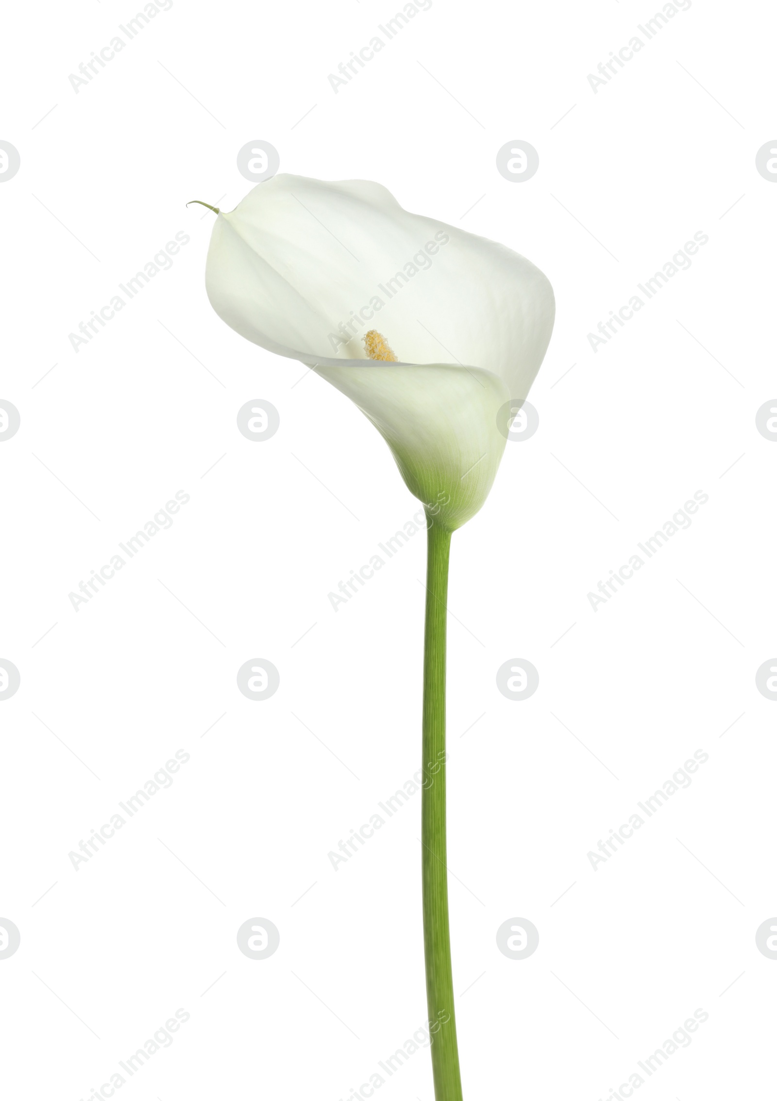 Photo of Beautiful calla lily flower isolated on white