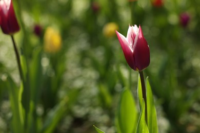 Photo of Beautiful bright tulips growing outdoors, closeup. Space for text