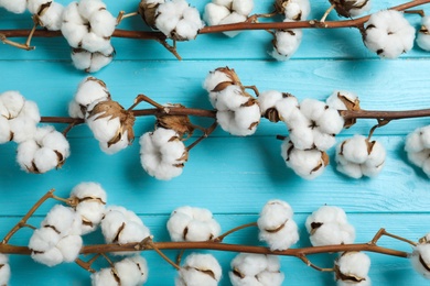 Flat lay composition with branches of cotton plant on light blue wooden background