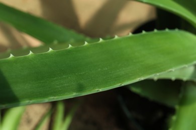 Photo of Beautiful green aloe vera plant on blurred background, closeup