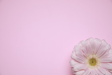 Photo of Gynecological treatment. Beautiful gerbera flower on pink background, top view. Space for text