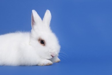 Photo of Fluffy white rabbit on blue background, space for text. Cute pet