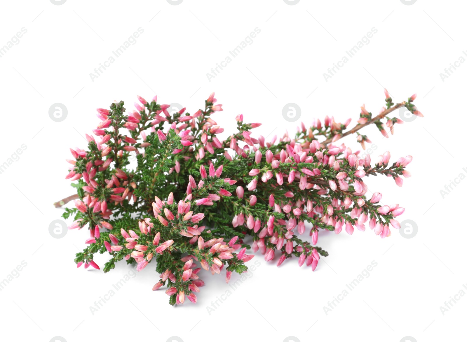 Photo of Branches of heather with beautiful flowers on white background