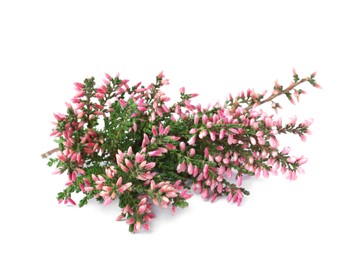 Photo of Branches of heather with beautiful flowers on white background