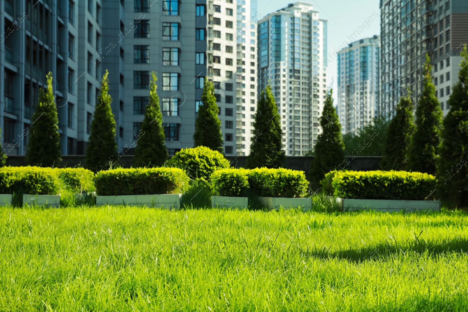 Photo of Beautiful view of fresh green grass growing near modern housing estate outdoors