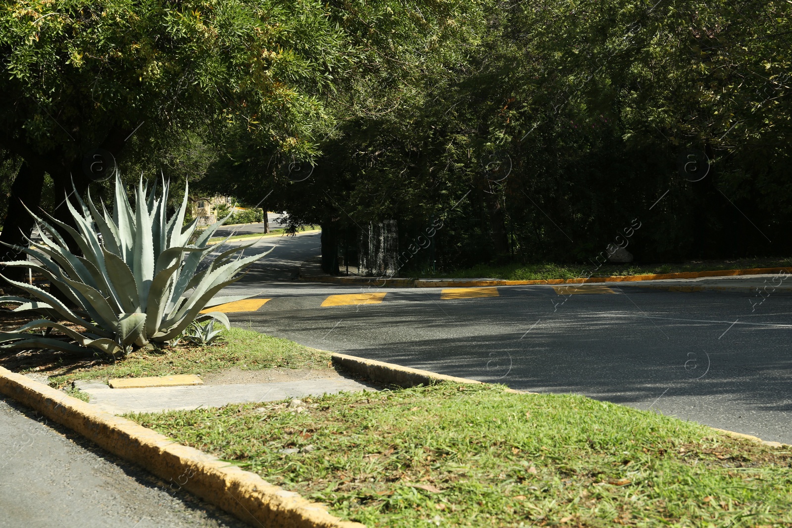 Photo of View of city street with road and agave plant