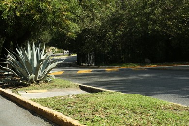 Photo of View of city street with road and agave plant