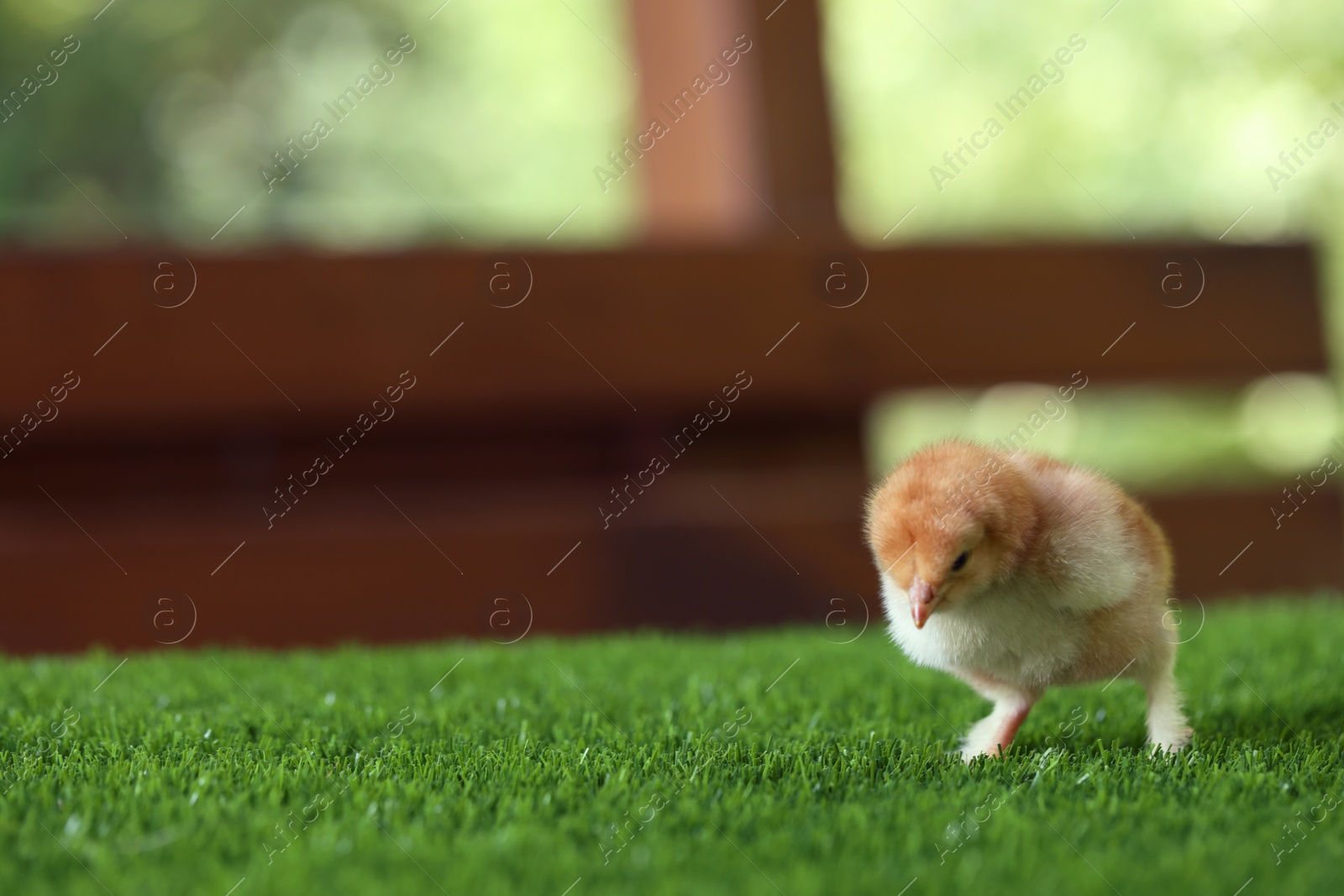 Photo of Cute chick on green artificial grass outdoors, closeup with space for text. Baby animal