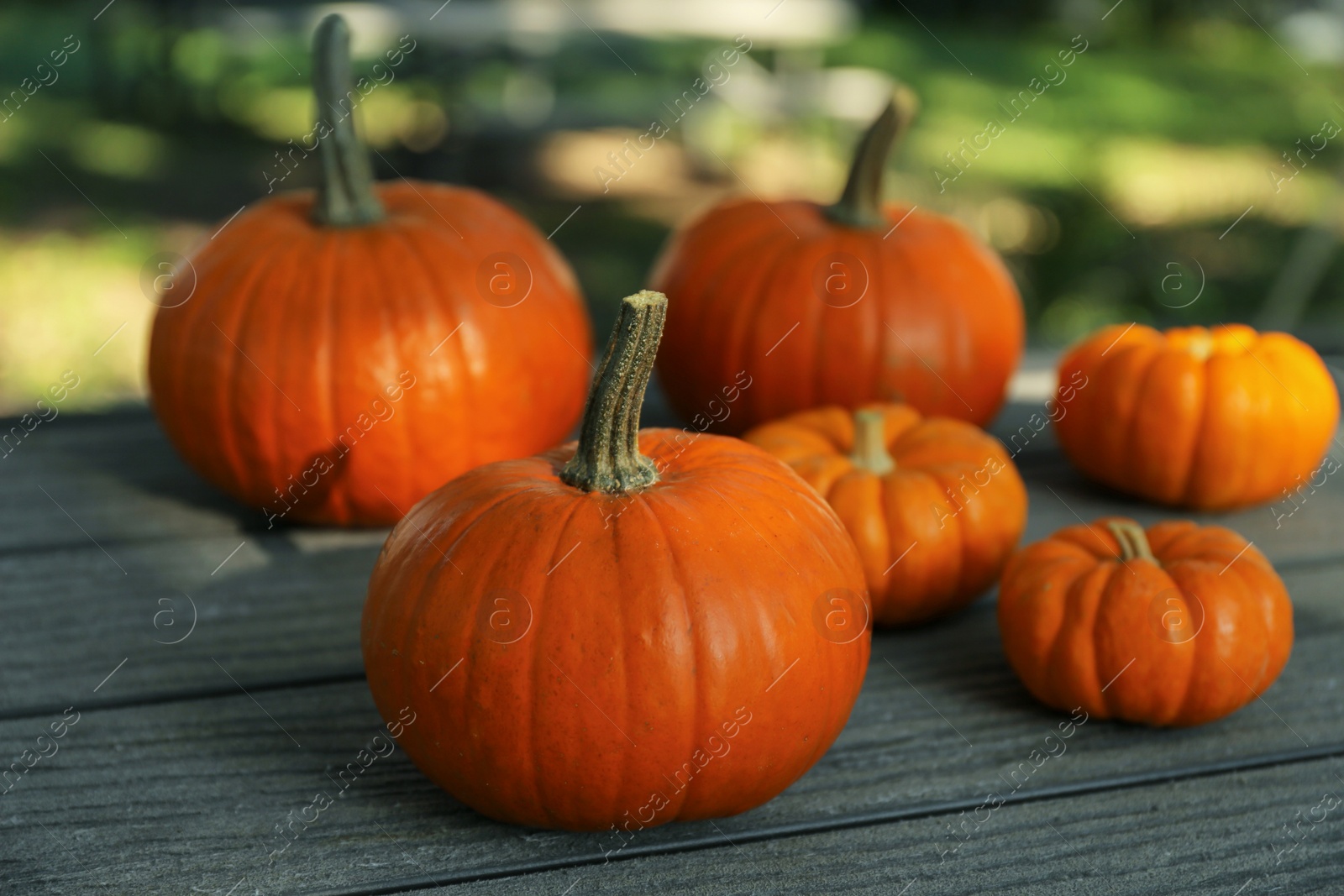 Photo of Many whole ripe pumpkins on wooden table outdoors